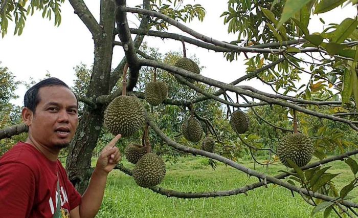 Viral di TikTok Gubernur Khofifah, ini Lokasi Perkebunan Durian Black Thorn di Blitar