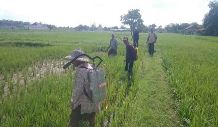 Atasi Hama, DKPP Pamekasan Beri Bimtek ke Petani