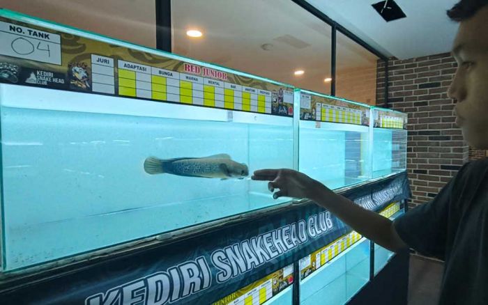 Peringati Anniversary ke-3, KSC Gelar Kontes Ikan Channa Peringati Anniversary ke-3, KSC Gelar Kontes Ikan Channa