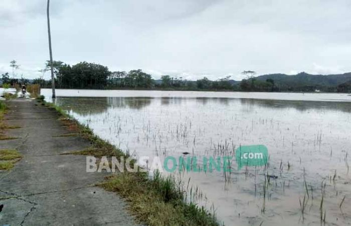 Dampak Banjir di Sutojayan, Ratusan Hektar Sawah Terancam Rusak