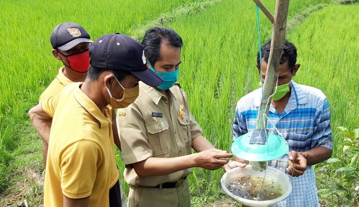 Cegah Serangan Serangga, Petani Bobang Kediri Ciptakan Alat Pembasmi Ramah Lingkungan