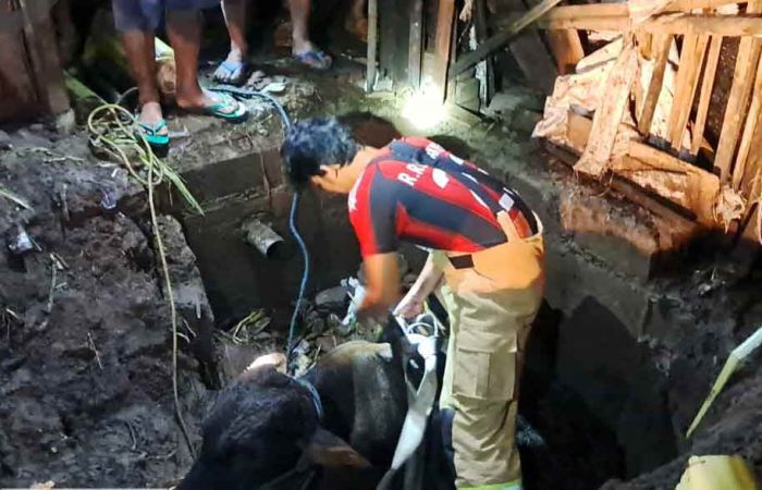 Petugas Damkar Kediri Evakuasi Sapi yang Tercebur di Septictank