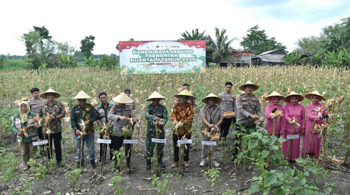 Dukung Swasembada Pangan Nasional 2026, Polres Gresik Gelar Panen Raya Jagung