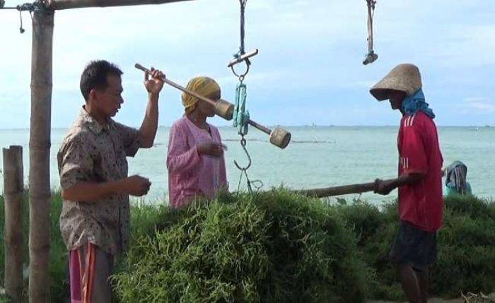 Sering Rugi, Petani Rumput Laut di Sumenep Harapkan Campur Tangan Pemerintah