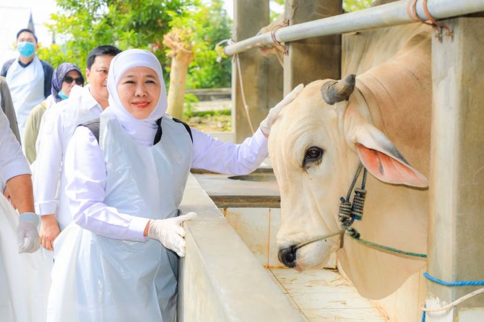Jelang Iduladha Stok Hewan Kurban Surplus, Gubernur Khofifah: Jatim Siap Suplai untuk Provinsi Lain