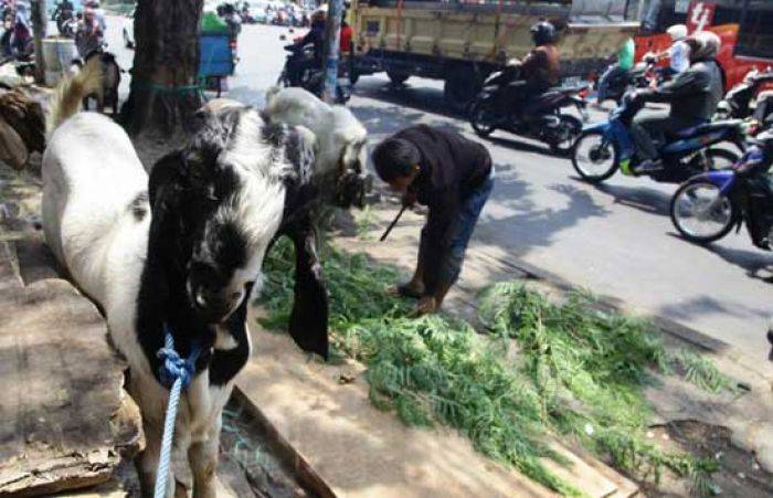 Cegah Maling, Penjual Hewan Kurban ini Gantian Jaga Dagangan