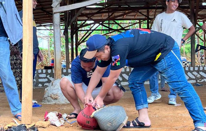 Gerebek Sabung Ayam di Sampang, 8 Terduga Pelaku Dilepas Polisi