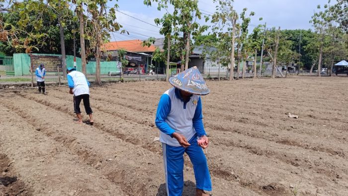 Dukung Ketahanan Pangan, Lapas Kelas I Surabaya Libatkan Warga Binaan Tanam Jagung di Lahan Baru