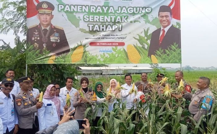 Polsek Sedati Lakukan Panen Raya Jagung Tahap I di Desa Kwangsan Sidoarjo