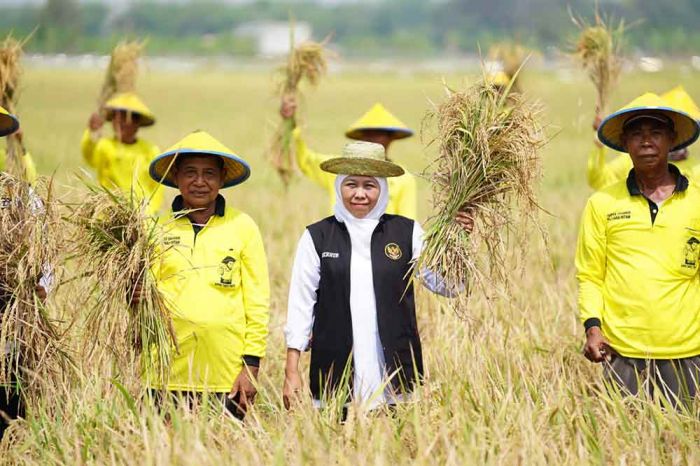 Prediksi Nyaris 9 Juta Ton GKP pada Juli 2025, Khofifah Optimis Wujudkan Kedaulatan Pangan Nasional Prediksi Nyaris 9 Juta Ton GKP pada Juli 2025, Khofifah Optimis Wujudkan Kedaulatan Pangan Nasional