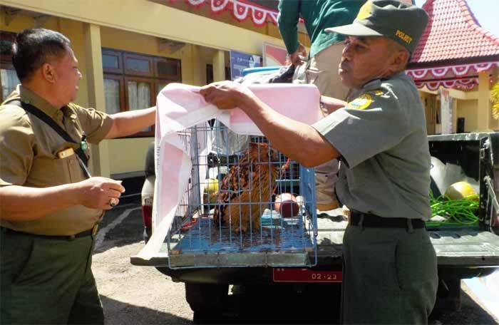 Berniat Bikin Kebun Binatang Mini, Pria di Pacitan Diciduk Polisi