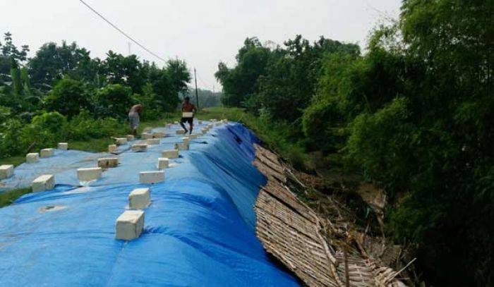 Tanggul Sungai Bengawan Solo di Kanor Bojonegoro Rawan Jebol, Ribuan KK Terancam Kebanjiran