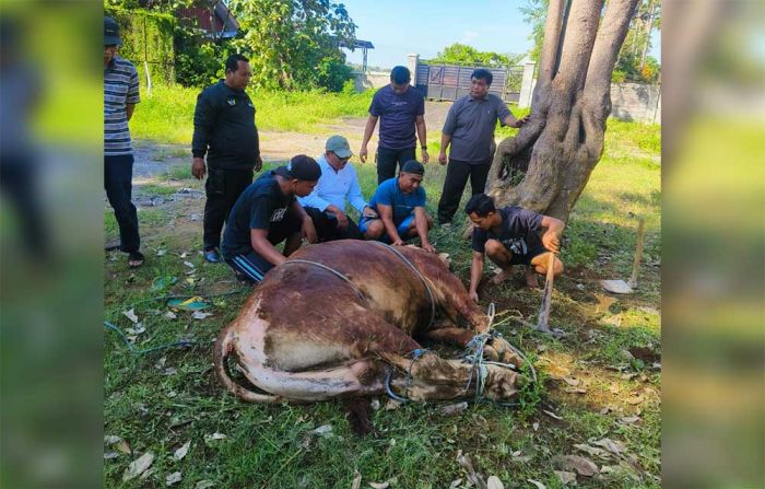 Pertama Kalinya, Ketua DPRD Pasuruan Sembelih Hewan Kurban di Kantor Dewan Pertama Kalinya, Ketua DPRD Pasuruan Sembelih Hewan Kurban di Kantor Dewan