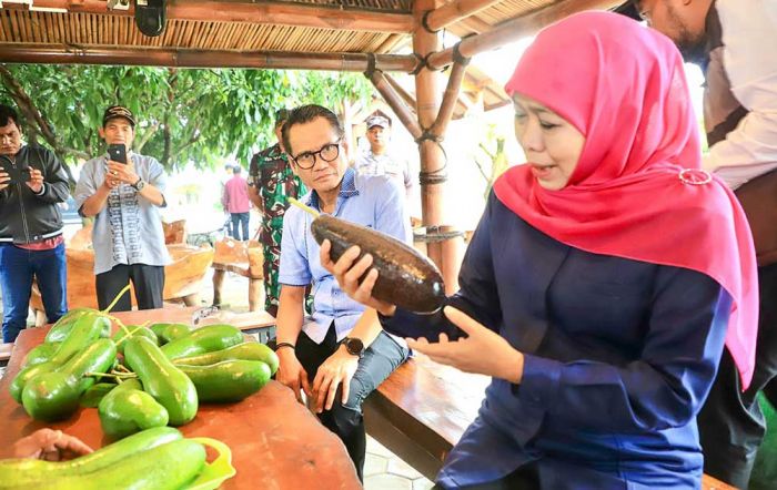 Beratnya Capai 1,8 Kg, Gubernur Khofifah Kenalkan Alpukat Kelud Berukuran Jumbo Asli Kediri