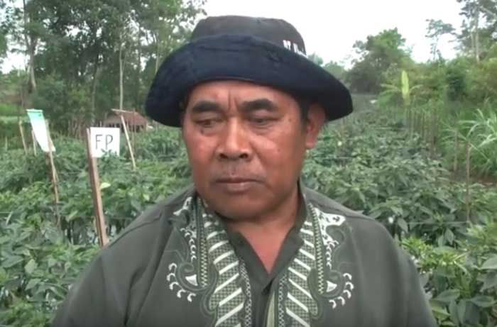 Tanaman Cabai di Kabupaten Malang Diserang Virus Gemini, Petani Minta Disperta Bertindak