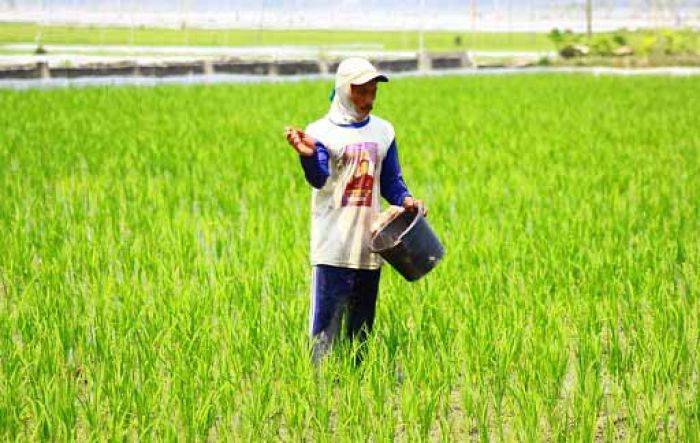 Petani Bantaran Sungai Bengawan Solo Kesulitan Dapatkan Pupuk