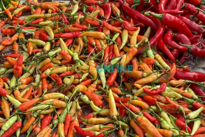 Harga Cabai di Bali Alami Lonjakan, Rawit Merah Naik hingga Rp5 Ribu