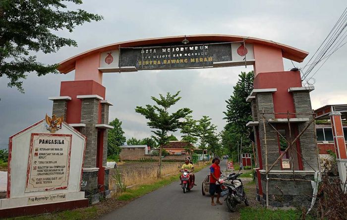 Minimalisasi Kerugian Akibat Serangan Penyakit, Petani Bawang Merah di Nganjuk Terpaksa Penen Dini