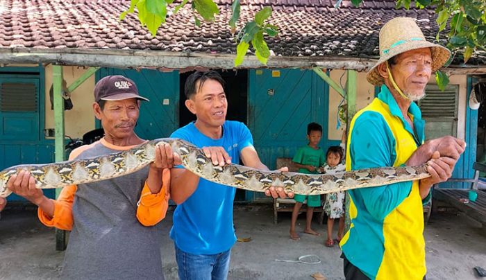 Hendak Ambil Ikan di Sungai, Pria asal Tuban Malah Tangkap Ular Piton