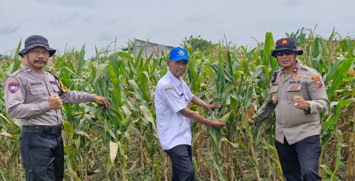 Dukung Ketahanan Pangan, Polsek Balongbendo Tanam Jagung di Desa Seduri