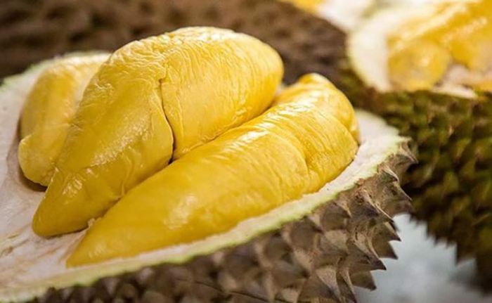 3 Tips Dalam Memilih Bibit Durian Musang King Kualitas Terbaik dan Ciri Fisiknya