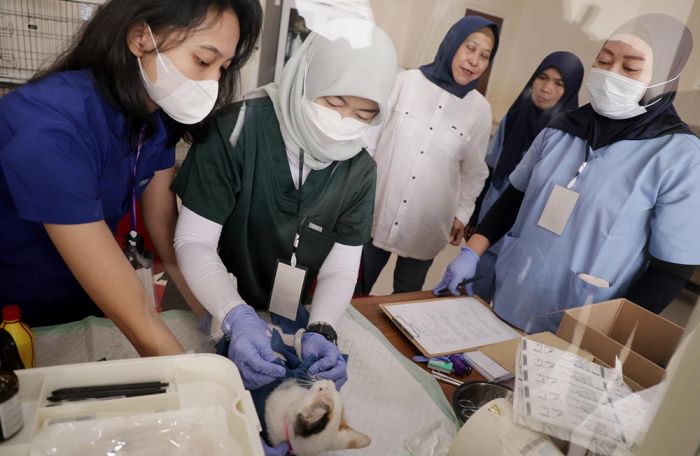 HJKS 2026, Pemkot Surabaya Sterilisasi 100 Kucing Gratis untuk Tekan Populasi Kucing Liar