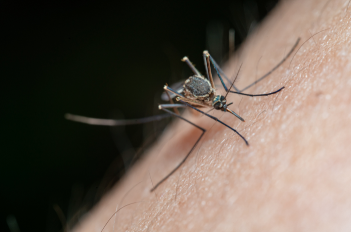 Satu Keluarga Bisa Bahaya! 5 Tanaman di Pekarangan ini Sangat Disukai Nyamuk