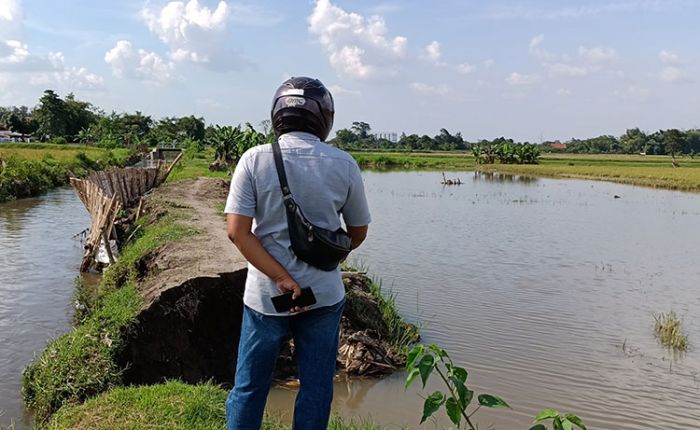Tanggul Sungai Kalasan Jebol, ​Puluhan Hektare Tanaman Padi di Kediri Terancam Gagal Panen