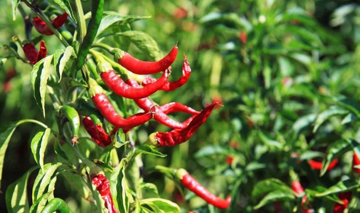 Harga Cabai Rawit Merah di Kota Batu Naik, per Kilo Tembus Rp43 Ribu