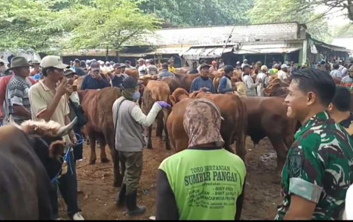 Jelang Idul Adha, Pengawasan Hewan Ternak di Tuban Diperketat Jelang Idul Adha, Pengawasan Hewan Ternak di Tuban Diperketat
