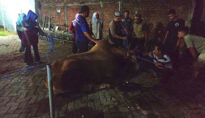 Idul Adha 2026 Hasilkan 96 Ribu Ton Daging Kurban
