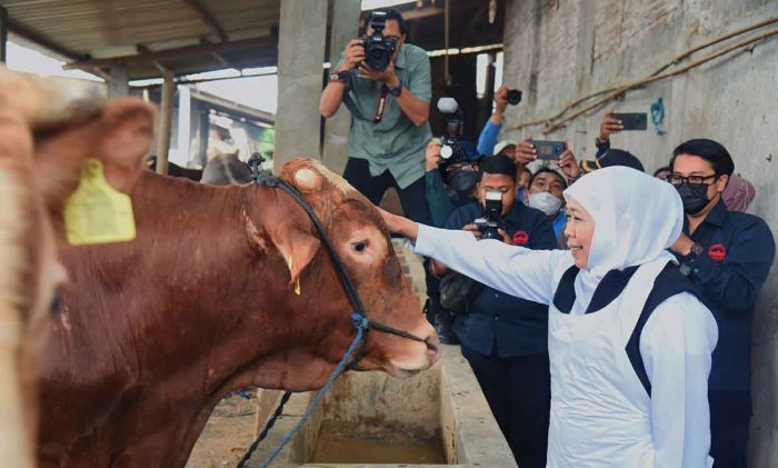 Jelang Idul Adha, Gubernur Khofifah Blusukan ke Kandang Ternak di Lamongan