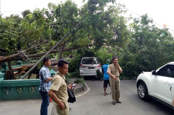 Angin Kencang Tumbangkan Pohon Besar di Dinkes Sidoarjo, Timpa Mobil