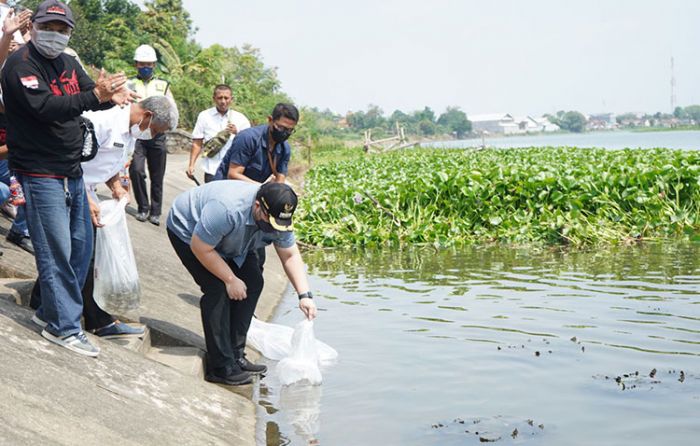 ​Jaga Kelestarian, Bupati Kediri Tebar 50.000 Benih Ikan di Sungai Brantas