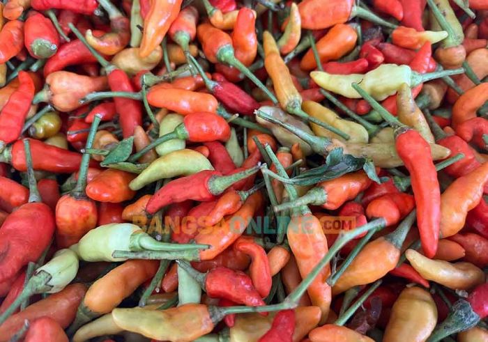 Melonjak Tajam, Harga Cabai Rawit di Jatim Hari Ini Tembus Rp112 Ribu