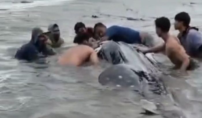 Hiu Tutul Raksasa Terdampar di Pesisir Gegerkan Warga Paciran Lamongan