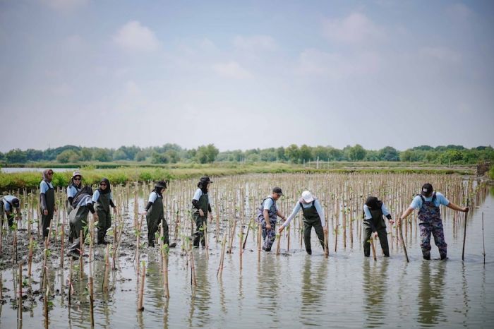 Freeport Indonesia Tanam 50 Ribu Mangrove di Area KEK Gresik