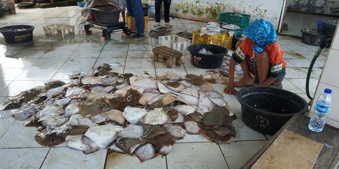 Mengintip Geliat Pemasaran Ikan Pari di TPI Branta Pesisir Pamekasan