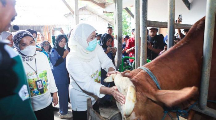 Jawa Timur Percepat Vaksinasi PMK, 453 Ribu Dosis Didistribusikan