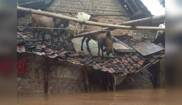 Foto-foto Banjir di Madiun, Hewan Ternak di atas Genteng hingga Jalan Tol yang Mirip Lautan