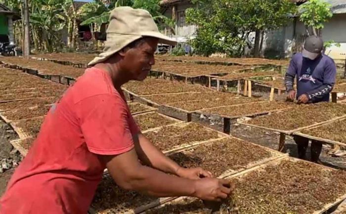 DPRD Bojonegoro Minta Pabrikan Rokok Segera Serap Tembakau Petani DPRD Bojonegoro Minta Pabrikan Rokok Segera Serap Tembakau Petani