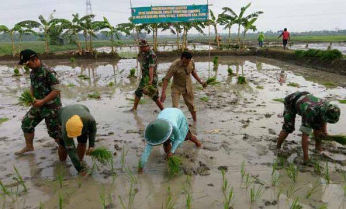 Kodim 0805 Ngawi Awali Musim Tanam Padi Serentak di Karangjati