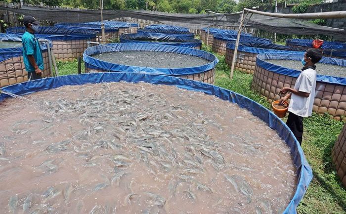 Dukung Gemarikan, Pemkot Kediri Perkuat Pasokan Ikan