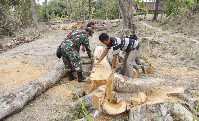 Inspiratif, Penganut Kejawen di Ngawi Sedekahkan 40 Pohon Jati untuk Renovasi Masjid Dusun