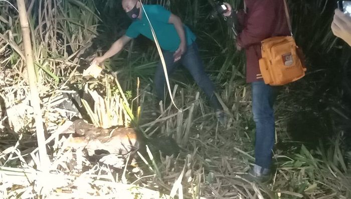 ​Mayat Pria Membusuk di Kebun Tebu Gegerkan Warga Pitu Ngawi