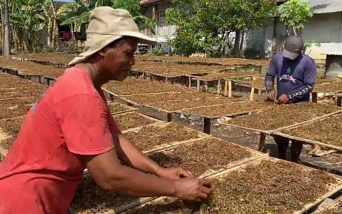 Harga Tembakau Turun, DKPP Bojonegoro Klaim Petani Masih Untung