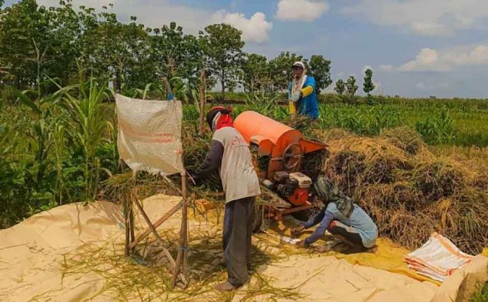 Petani Bojonegoro Pilih Jual Gabah di Tengkulak, Harga Tembus Rp7.200 per Kilogram