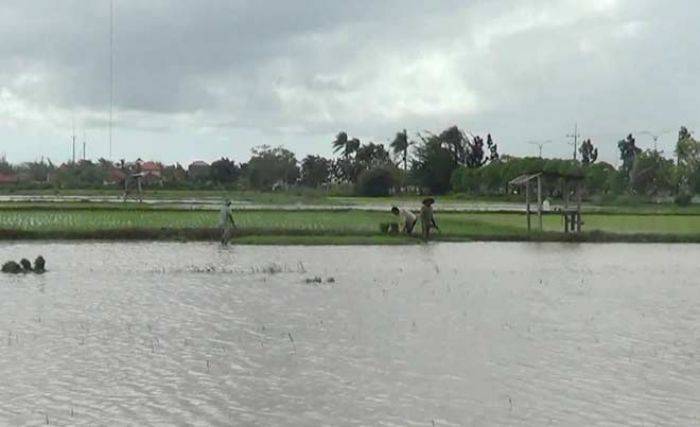 10 Hektare Padi di Sumenep Kembali Terendam Banjir, Petani Terancam Rugi