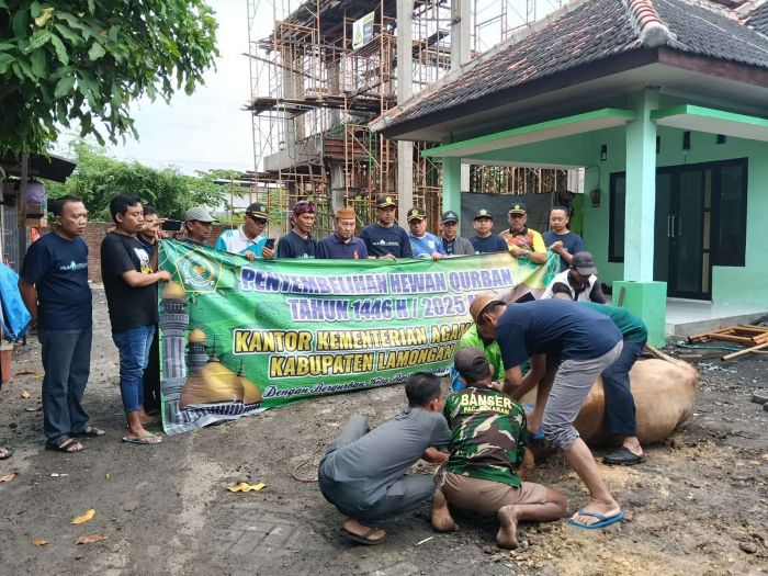 Kemenag Lamongan Sembelih 2 Sapi dan 4 Kambing pada Iduladha 1446 H Kemenag Lamongan Sembelih 2 Sapi dan 4 Kambing pada Iduladha 1446 H