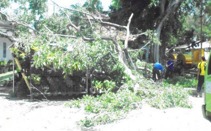 Pohon Tumbang di Kantor DKP Banyuwangi Timpa Bali Bengong